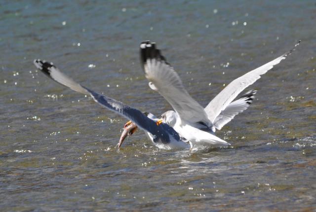 pallas gull fighting for fish